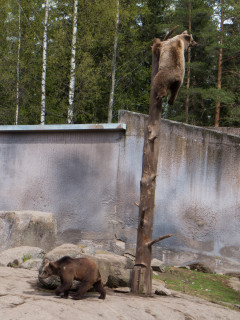 Ähtäri ZOO (2017)