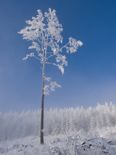 Christmas in ČR (2008 - 9)