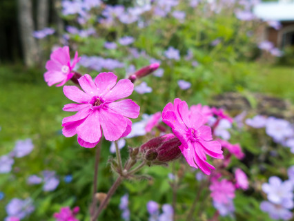 Finnish summer (2014)