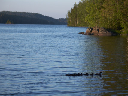 Isojärvi NP (2007)